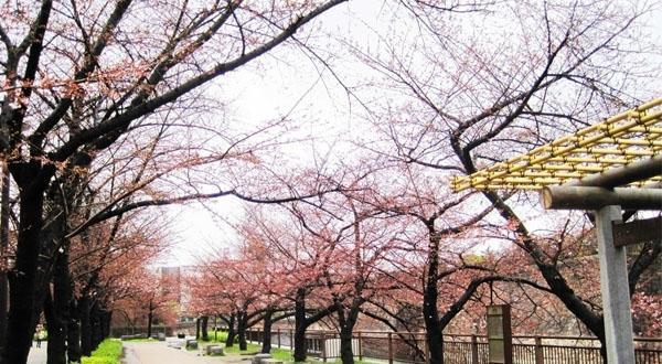 花漾旅途-日本本州超值8日游